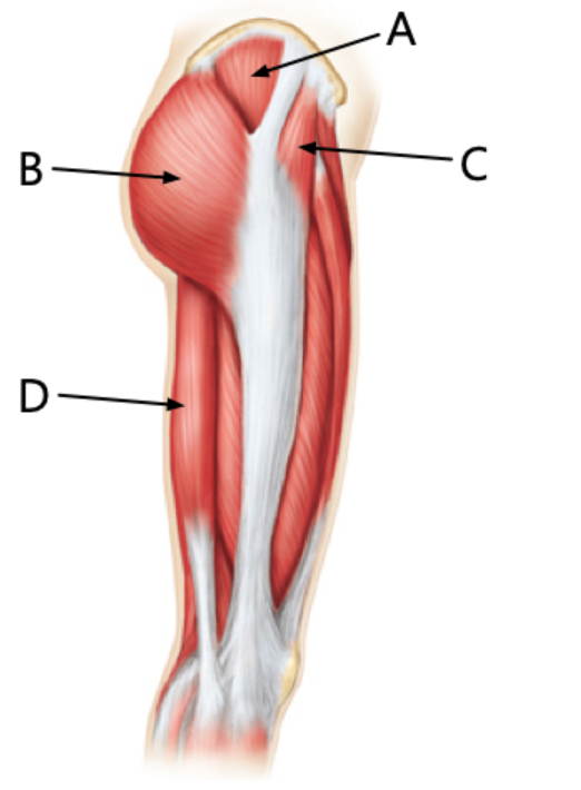 <p>The gluteus maximus is indicated by the letter ___</p><p>. The gluteus medius is indicated by the letter </p><p>___</p>