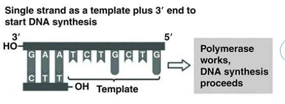 <p>Use the figure to answer the following question.</p><p>Referring to the figure, what bases will be added as DNA replication proceeds on the bottom </p><p>strand?</p>