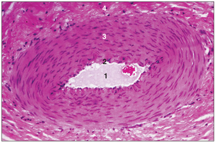 <p>name of histologic slide:</p><p>Specie:</p><p>Parts</p><p>1.__ 2. __ 3.__ 4.__</p><p>Stain Used:</p>