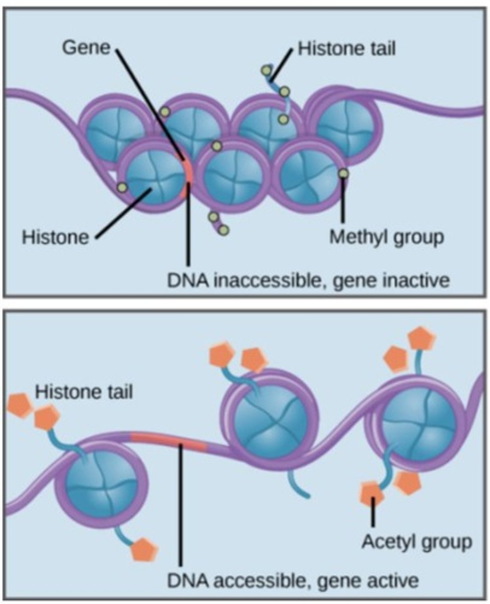 <p>Methylation of DNA leads to tighter packing of chromatin, preventing transcription and gene expression.</p>
