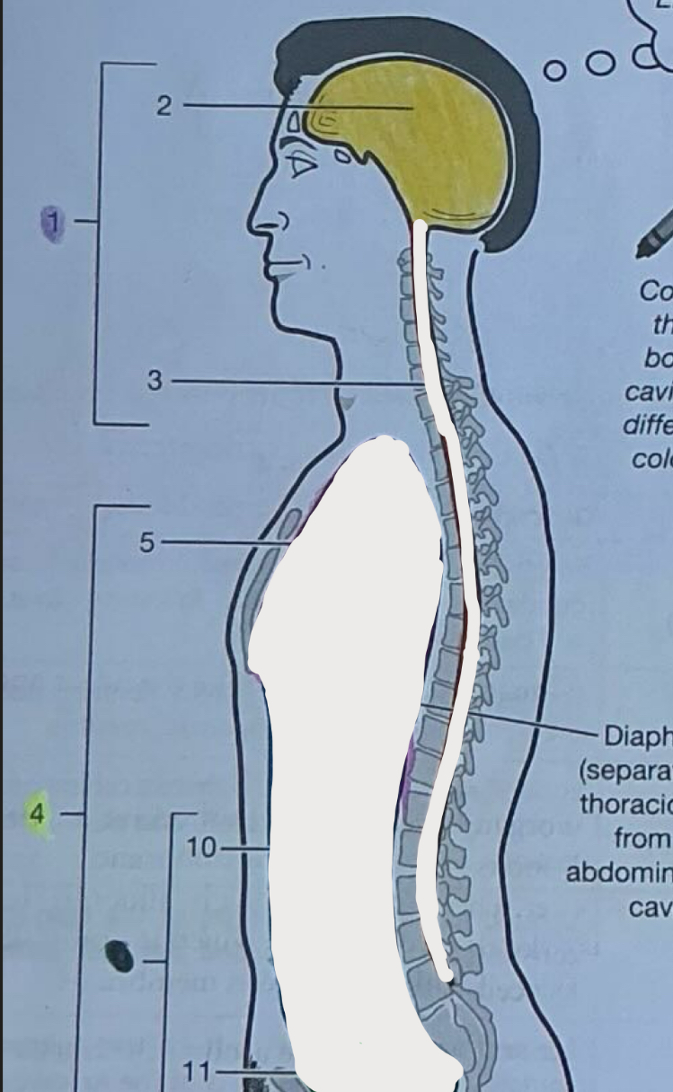 <p>Contains the brain</p>