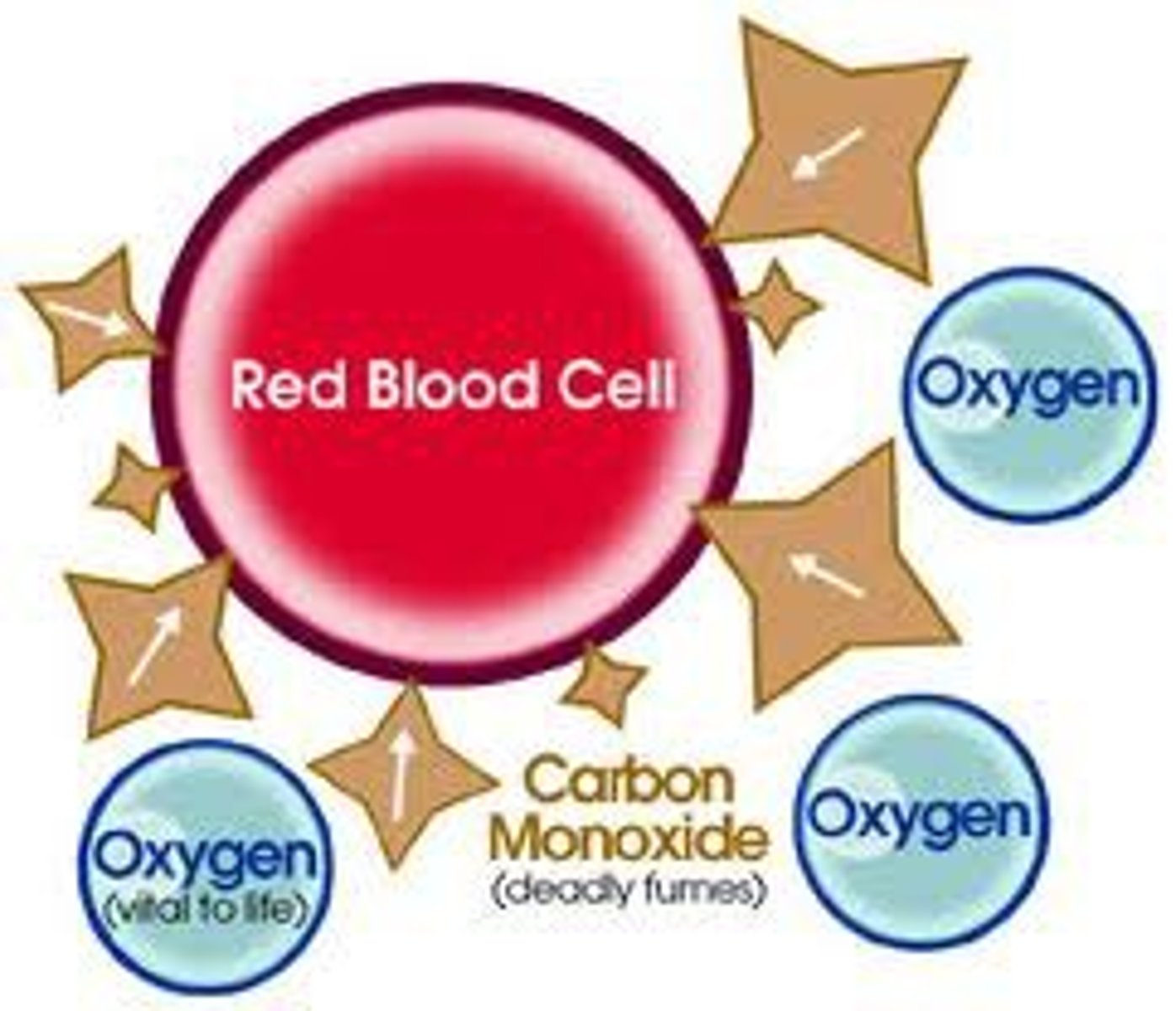 <p>- <b>poisonous</b><br>- blood stream in RBC <b>carries CO instead of oxygen</b><br>- narrows blood vessels <br>- causes a <b>shortage of oxygen</b> <br>- breathlessness <br>- destroys cells: not enough aerobic respiration to transfer respiration</p>