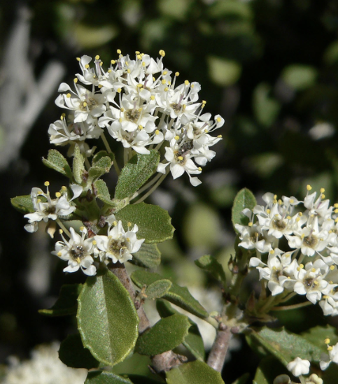 <ul><li><p>another dominant chaparral plant</p></li><li><p>obligate seeder</p></li><li><p>allelopathic leaves </p></li><li><p>nitrogen fixing bacteria in roots</p><ul><li><p>shoots & leaves high in protein </p></li></ul></li></ul><p></p>