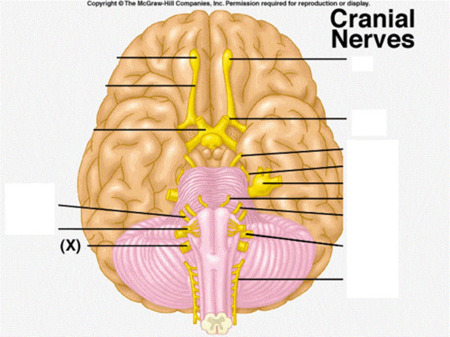 <p>-Taste,Visceral sensation</p><p>(sensory and efferents to many internal organs, muscles, and glands)</p><p>-Both Sensory and Motor</p>