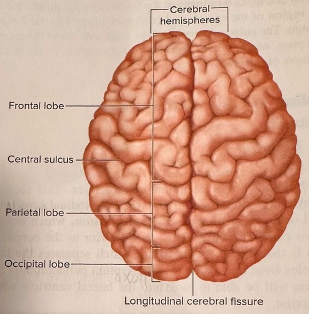 <p>Separates the left and right cerebral hemispheres.</p>