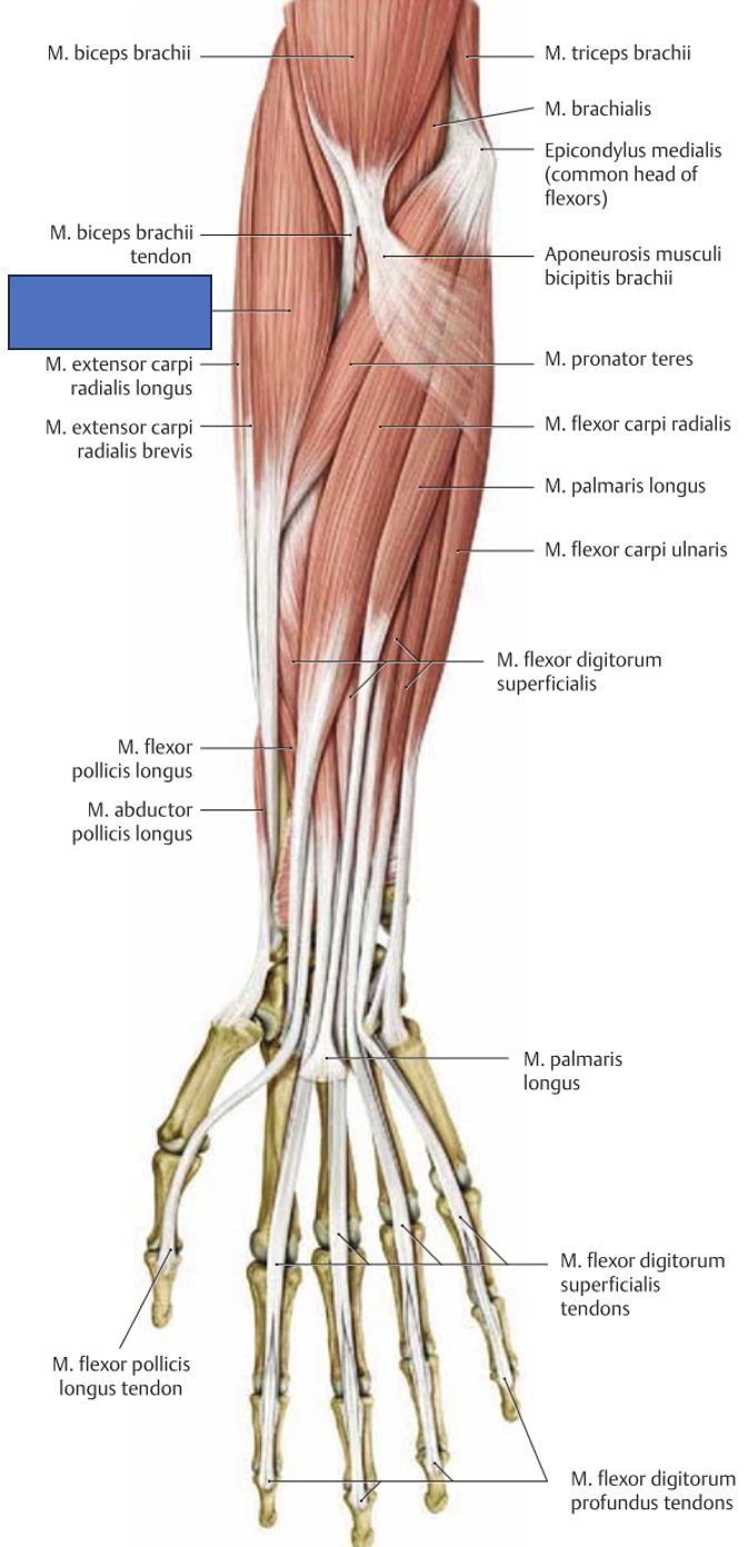 <p>m. brachioradialis → supineerib proneeritud küünarvart, proneerib supineeritud küünarvart, aitab painutada küünarvart</p>
