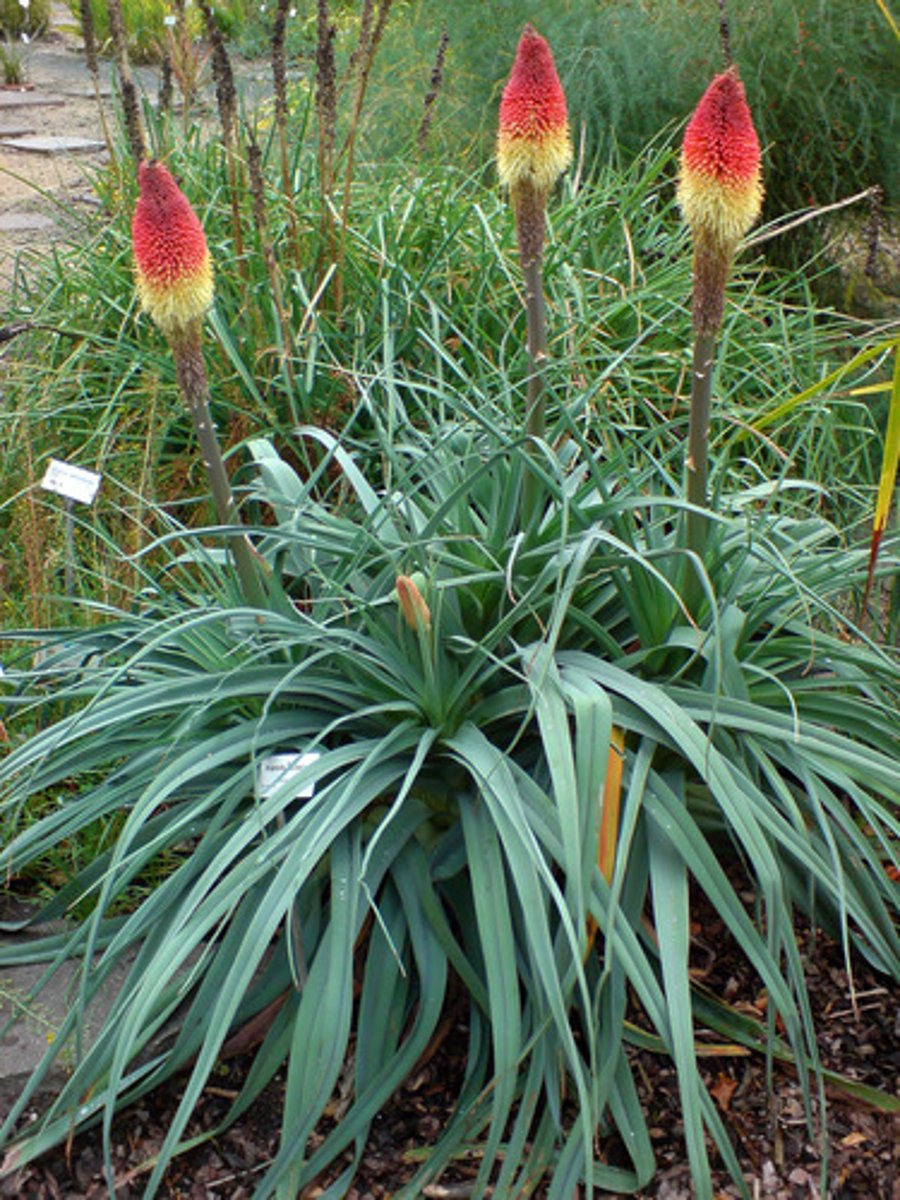 <p>Red Hot Poker</p>