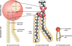 <p>phospholipids</p>