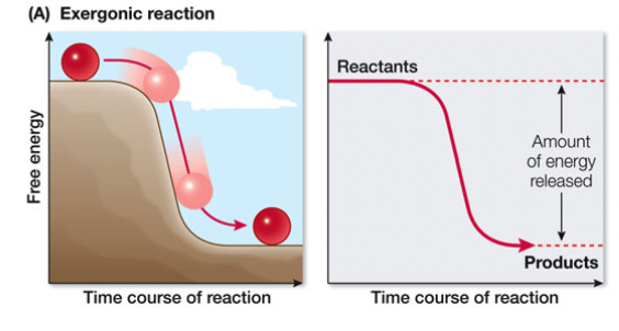 release of free energy (-∆G), catabolism (exit), reversible