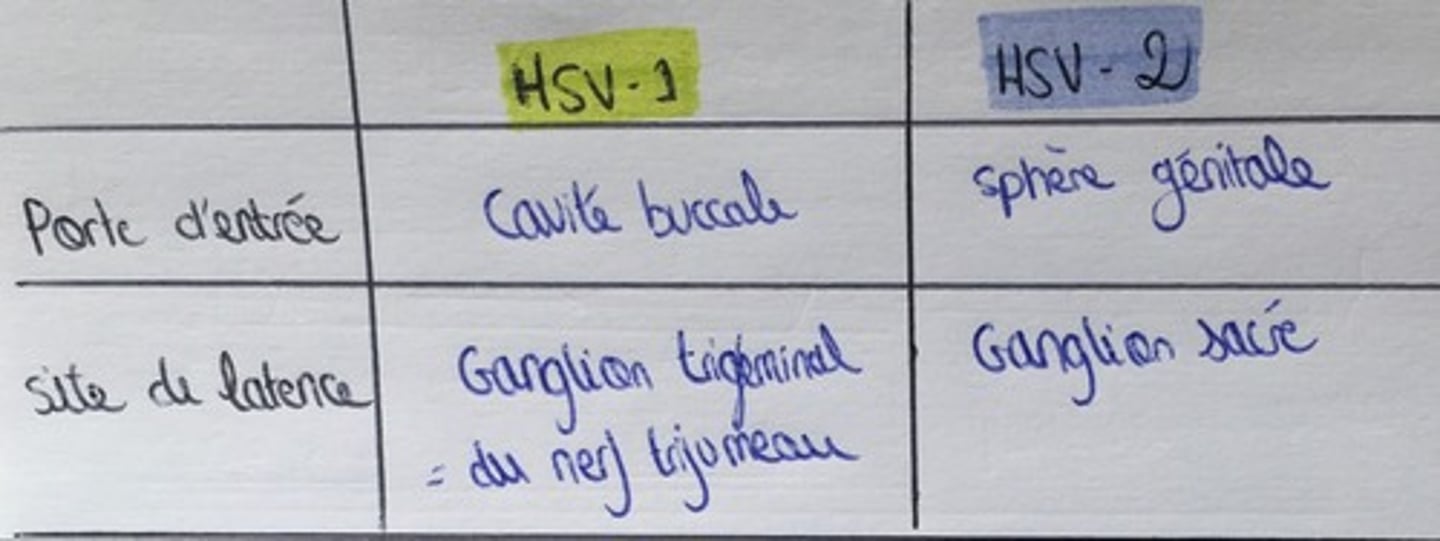 <p>Il faut savoir que: lorsque HSV1 rentre par la sphère génitale dans ce cas là, elle est en latence dans les ganglions sacrées.</p><p>Actuellement : 1/3 primo infection génitale herpétique est due à HSV1 : de + en + impliqué mais responsable de - de récidive</p>
