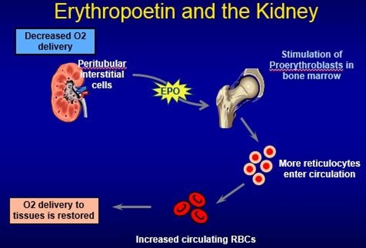 <p>a glycoprotein that triggers the bone marrow to produce RBCs; secreted by the kidney in response to low oxygen levels</p>
