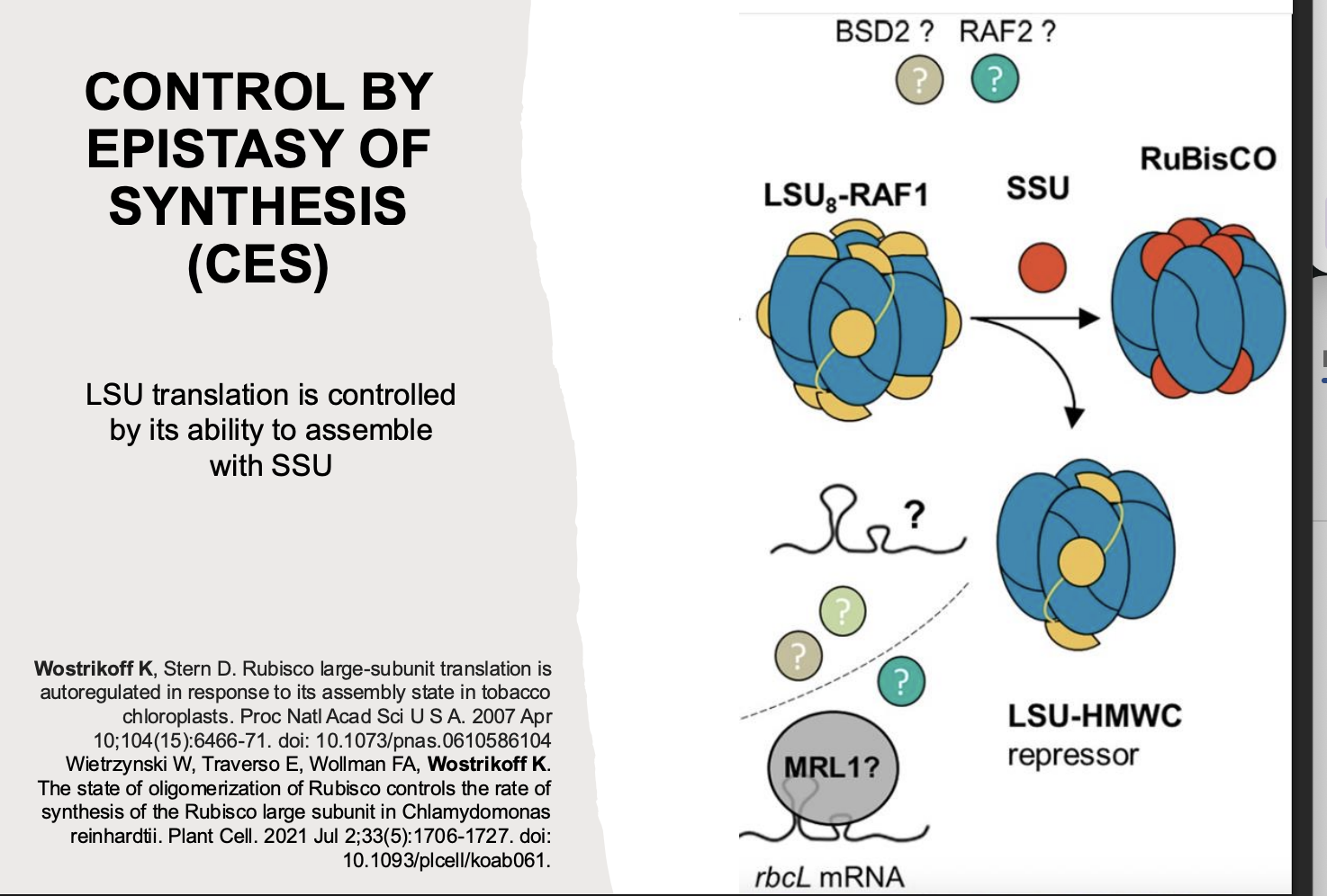 <ul><li><p>post-transciptional process→ ‘<strong>Control of Epistasy by synthesis’ CES:</strong></p><ul><li><p>LSU that is <strong>not</strong> complexed into Rubisco yet <strong>self- regulates</strong> by binding rbcL mRNA</p></li></ul></li></ul><p>i.e: In the absence of the SUU→ there is a repressor which causes the degredation of the LUU</p><p>This repressor system accounts for fluctuations in gene expression</p><p></p>