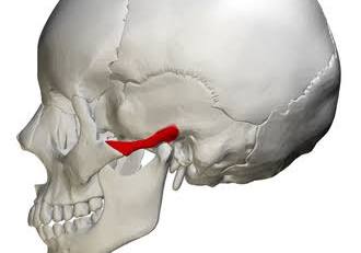 <p>bony marking?</p>