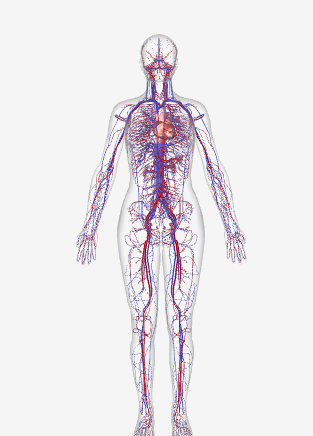 <p>Key structures- Heart,Blood vessels(Veins, arteries, and capillaries)</p><p>Functions- Pumps blood around body;transports oxygen and carbon dioxide, nutrients,and waste.</p>