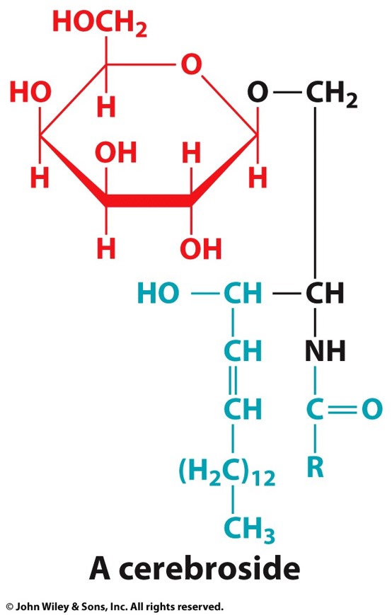 <p>what is a sphingolipid that has a monosaccharide  as a head group</p>