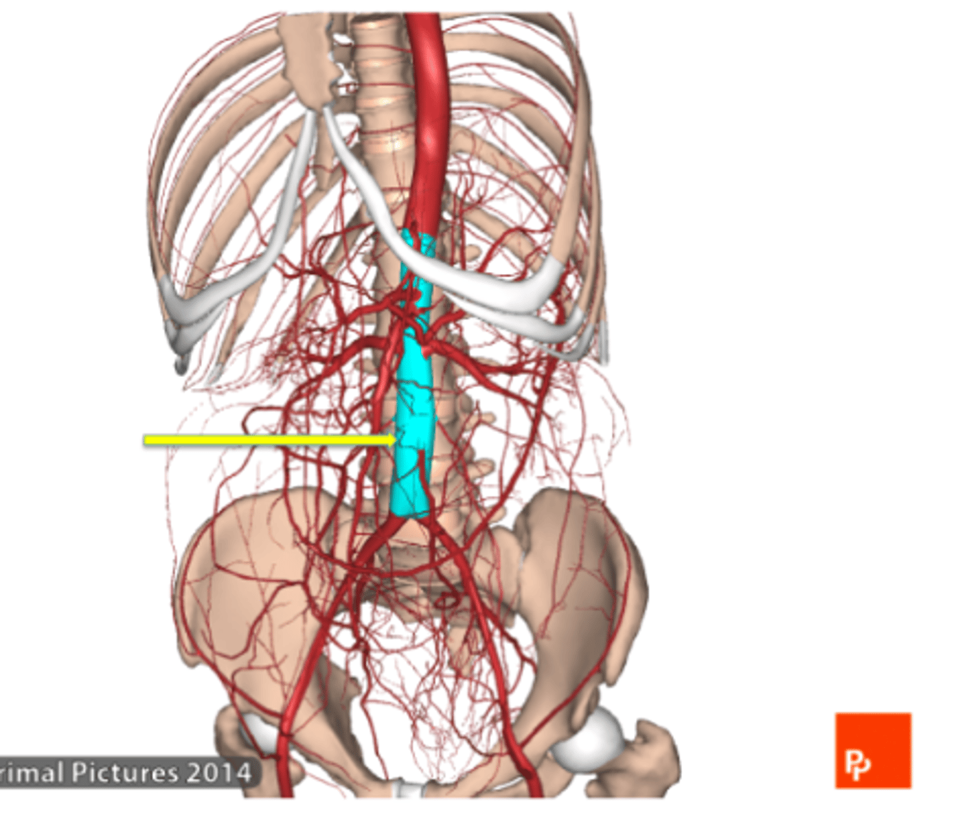<p>Abdominal aorta</p>