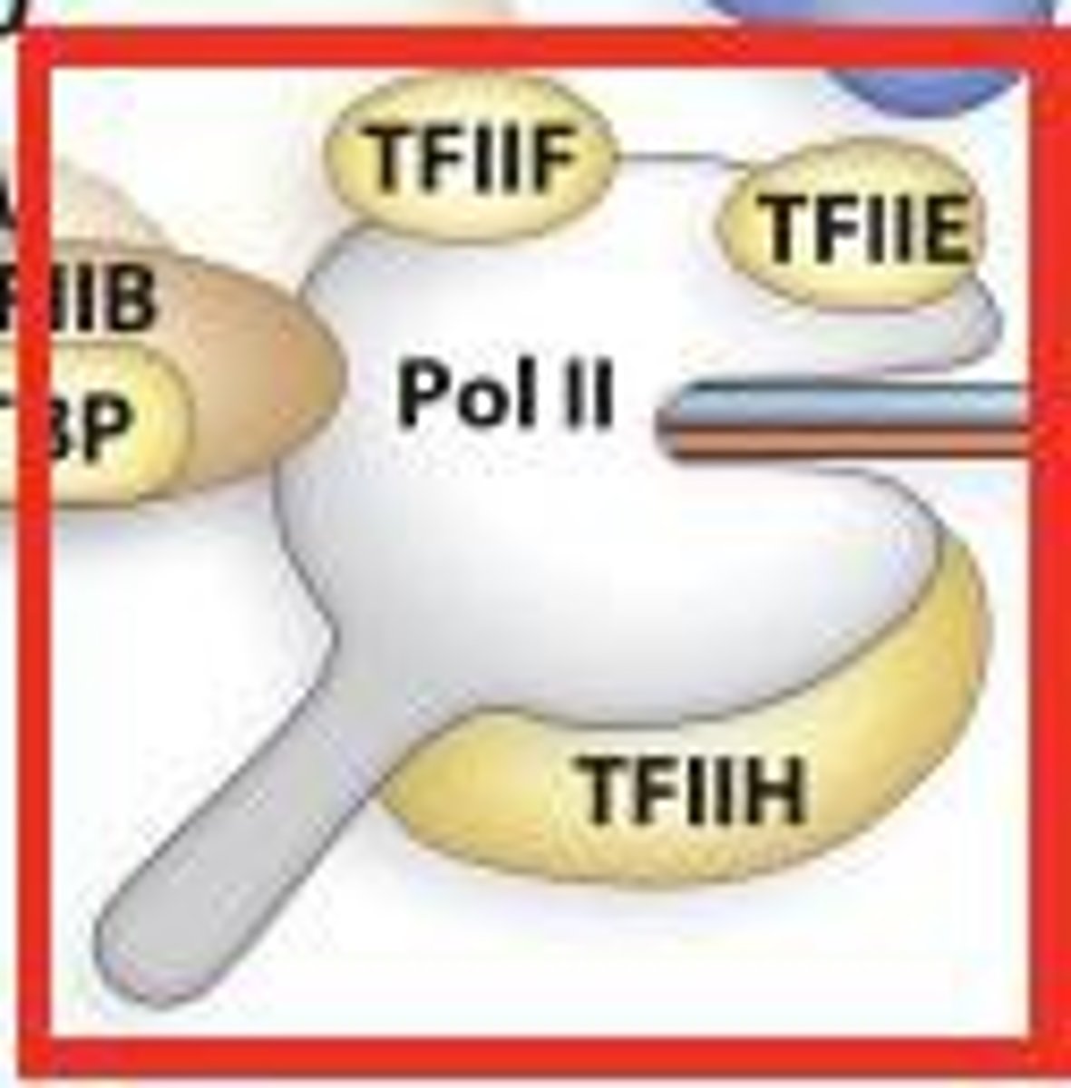 <p>Binds to TFIID and then enables RNA polymerase II to bind to the core promoter. Also promotes TFIIF binding</p>