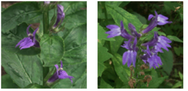 <p>Nicotine-like alkaloids cardiopulm depression</p>