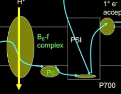 <p>plastocyanin which passes e- to oxidized chlorophyll molecules in PS 1</p><p></p>