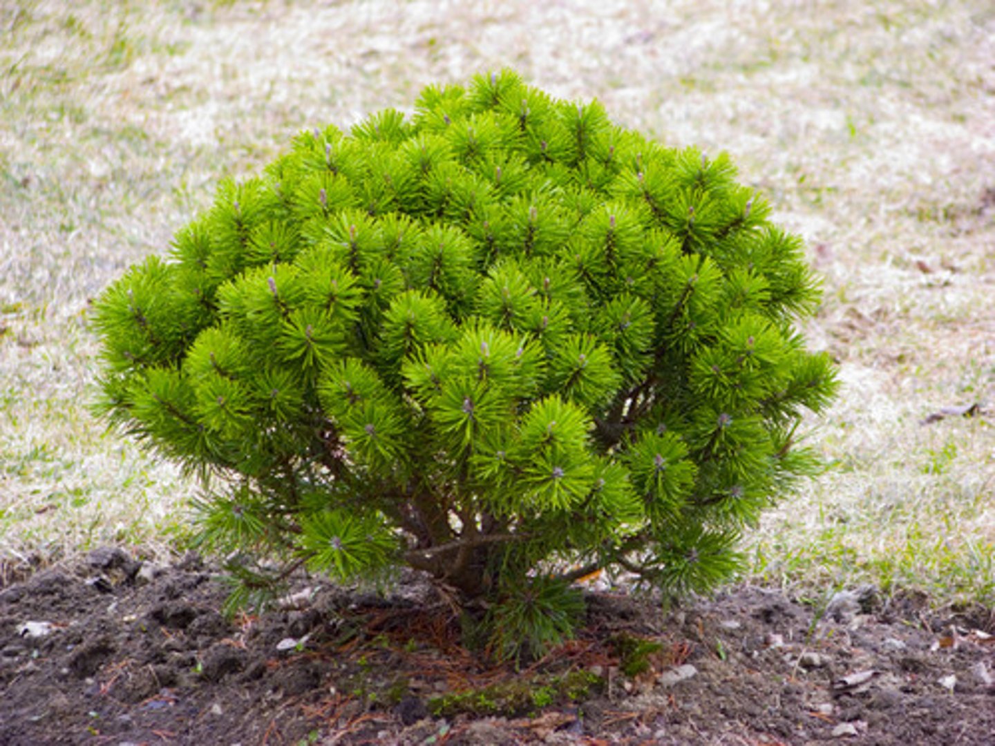 <p>comme un mini-arbre</p>