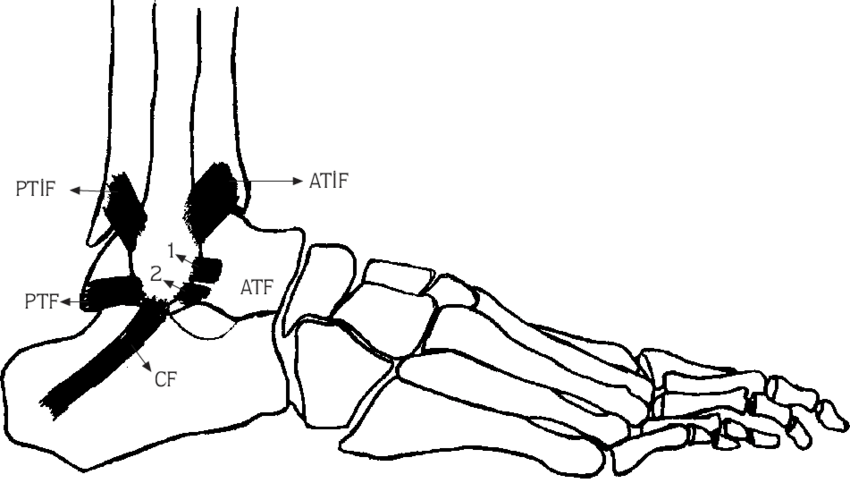 Resist excessive plantarflexion