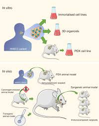 <p>What <span style="color: red"><strong><em><u>type of models</u></em></strong></span> created in the 1970s were the first <span style="color: red"><strong><em><u>reproducible models of carcinogenesis</u></em></strong></span>, which identified carcinogens and the metabolic steps/targets to activate them.</p>