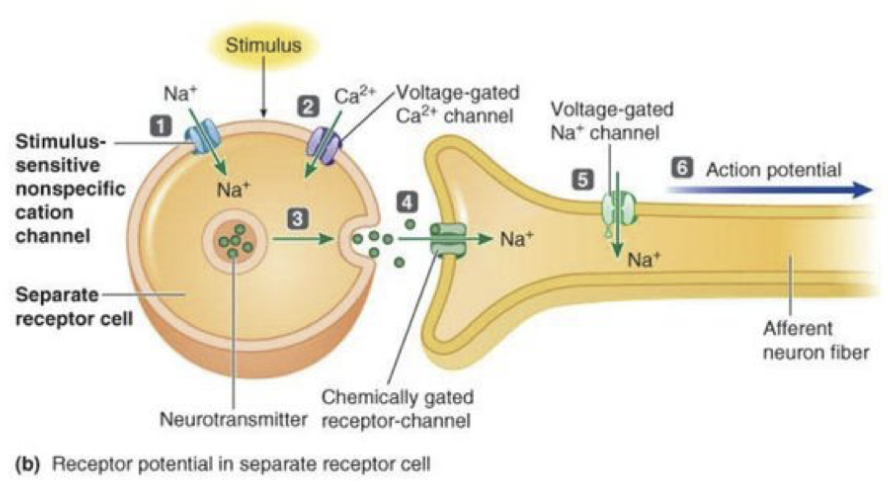 <p>Receptor Potential Steps &amp;&nbsp;Parts</p>