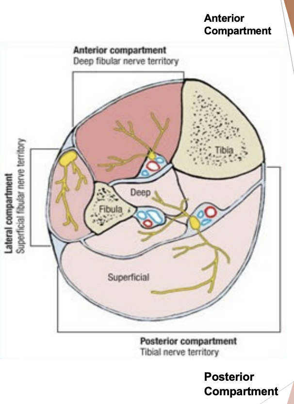 <p>Deep posterior compartment of lower leg</p>