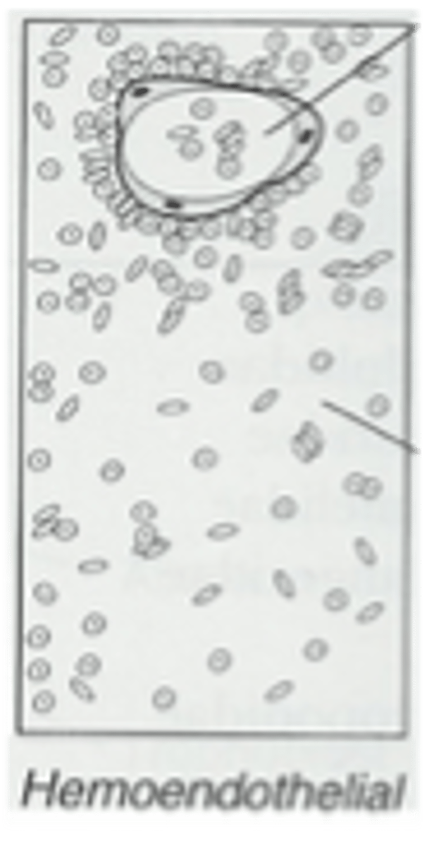 <p>Lining of villi blood vessels only barrier to maternal blood; e.g., lagomorphs, some rodents</p>