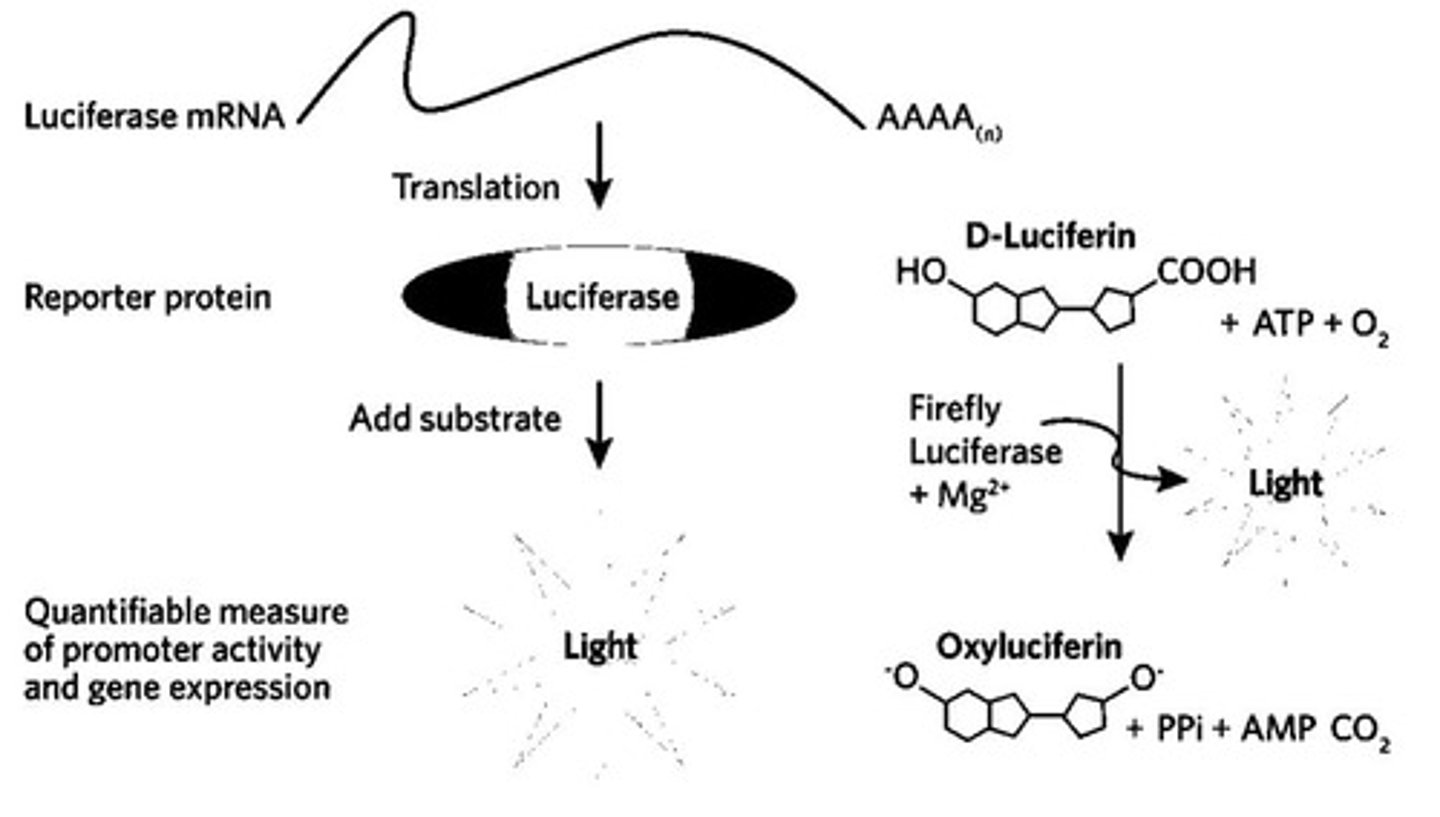 <p>They demonstrated that exogenous mRNA coding for luciferase could be delivered into a cell line using liposomes, resulting in enzyme expression.</p>