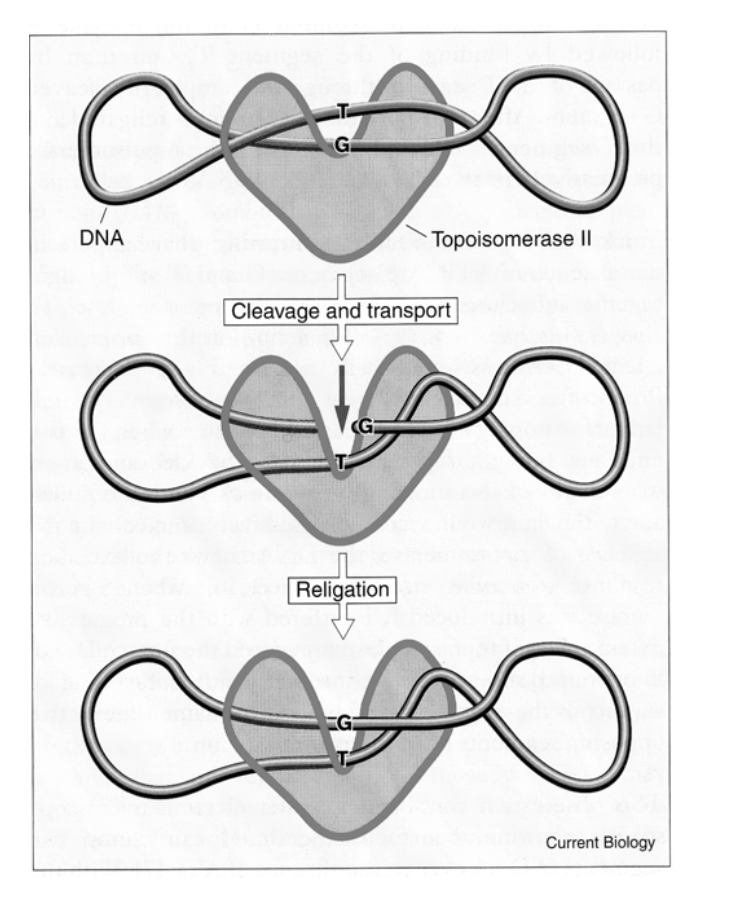 <ul><li><p>the final stages of DNA replication</p></li><li><p> and during mitosis</p></li></ul><p></p>