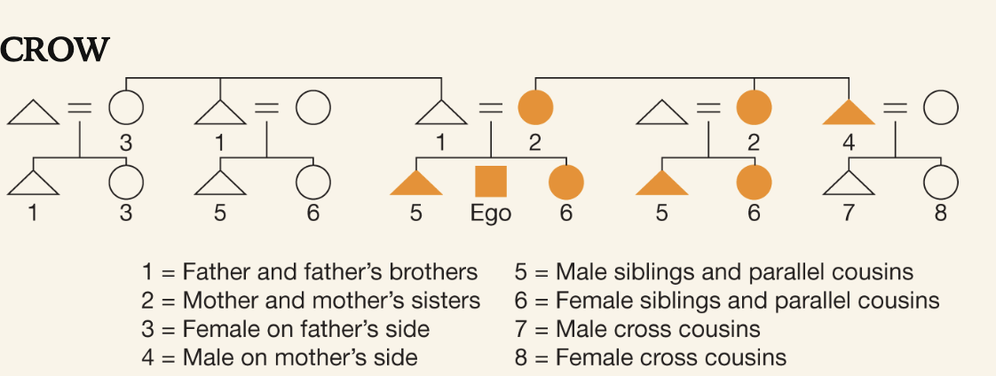 <p>Tracks kinships through matrilineal descent (distinguishing between cousins takes importance)</p>