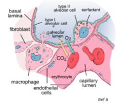 <ul><li><p>type 2 pneumocyte</p></li><li><p><strong>cuboidal cell</strong></p></li><li><p><strong>secretes surfactant</strong></p></li><li><p>covers ~5% alveolar surface</p></li></ul><p></p>