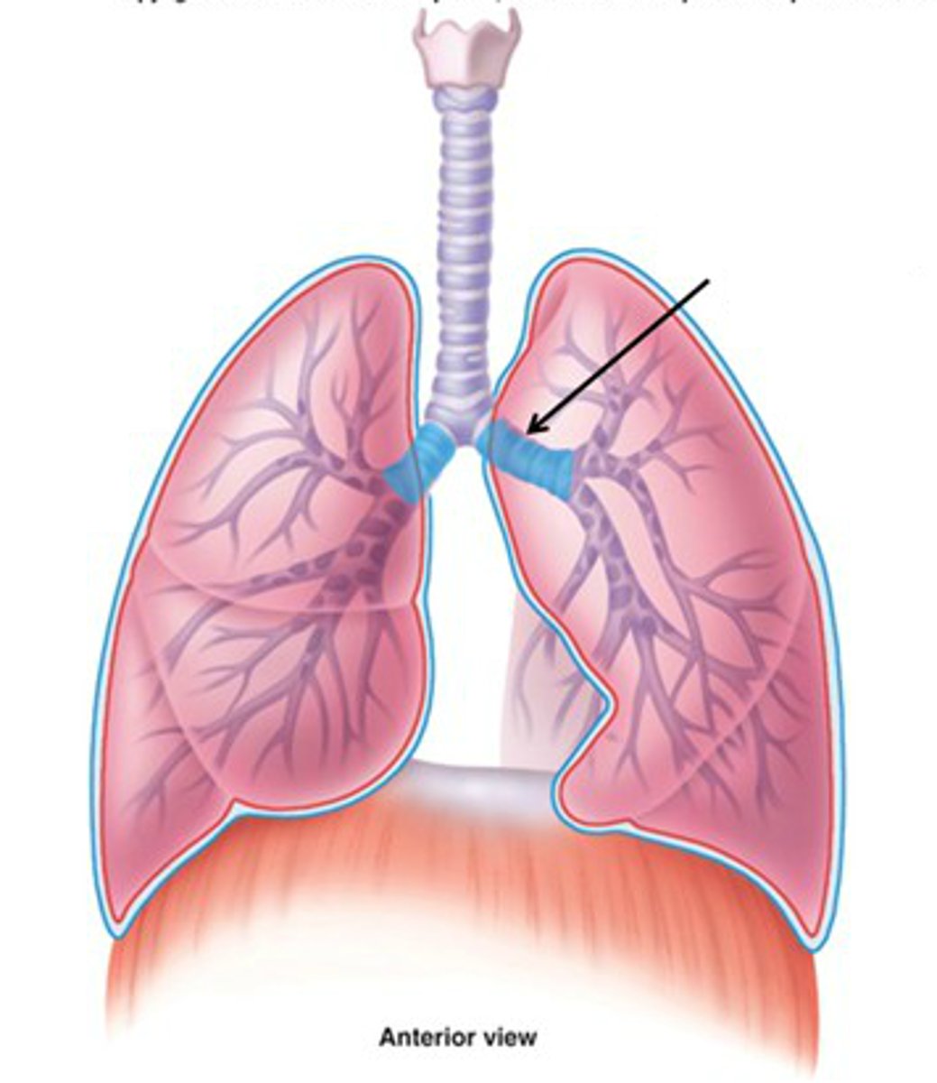 <p>two short branches located at the lower end of the trachea that carry air into the lungs</p>