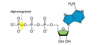 <p>ATP has 3 phosphates that are connected by high-energy bonds. ATP is suitable for carrying energy because energy is stored in these bonds.</p><p>Because the last 2 phosphates have negative properties, they repel. As a result, the bond in the last 2 phosphates is unstable. This makes ATP suitable to be used as the energy currency because breaking this bond releases energy that is used for metabolic reactions. </p>