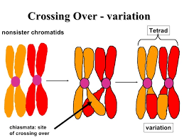 <p>(Mendel Exception) in meiosis during M1, parts of different chromosomes can be swapped → makes 4 different chromatids (increases genetic diversity)</p><ul><li><p>reason for “linked genes”</p></li></ul><p></p>