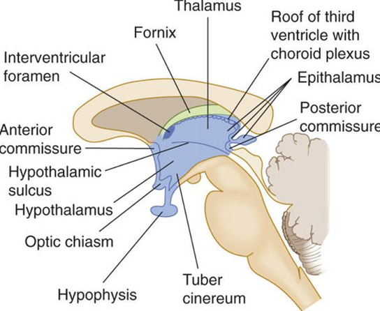 <p>thalamus efferent pathway orientation</p>