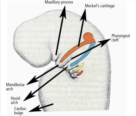 <p><strong><span style="font-family: Times New Roman, serif">The development of all organs occurs (organogenesis) which stems from the Epithelium</span></strong></p>