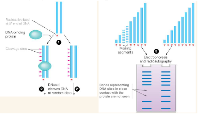 <p>Used to identify any protein binding sites of DNA and RNA. label DNA on one strand and then let the protein of interest bind to the DNA (also use another unbound DNA as a control). Cut each DNA strand with a nonspecific DNAse (will cut DNA in spots it can reach. It won't cut where the protein is bound).</p>