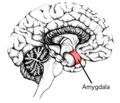 <p>Amygdala </p>