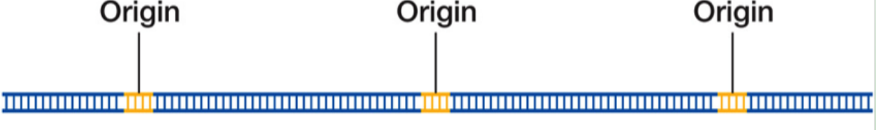 <p>Multiple origins of replication</p><p>-<strong><u>Ends of linear molecules require special replication</u></strong></p>