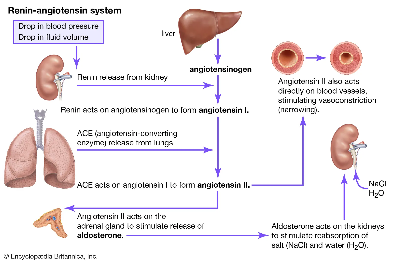 <p>potent vasoconstrictor of RAAS system </p>