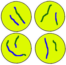 Nuclear membrane reforms
Chromosomes stretch into chromatin
Spindle fibres dissolve
Cytokinesis: Cell splits 
# of chromosomes per cell: 2
Haploid