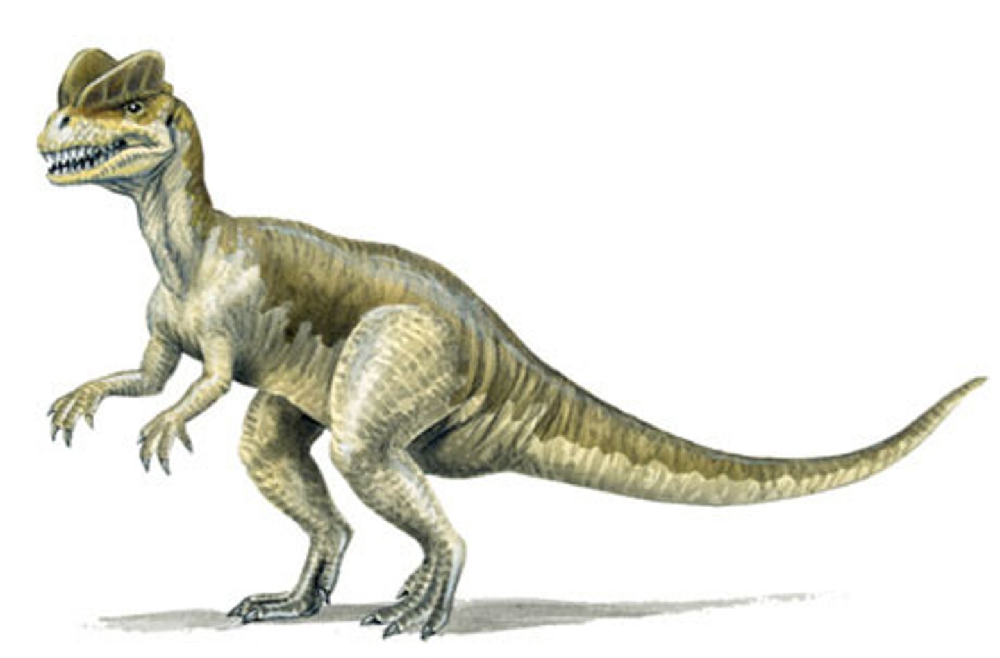 <p>ディロフォサウルス</p>