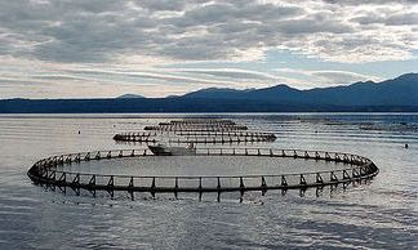 <p>Farming aquatic organisms such as fish, shellfish and seaweeds.</p>