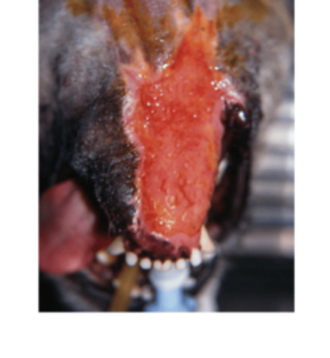 <p>how old is this wound</p>