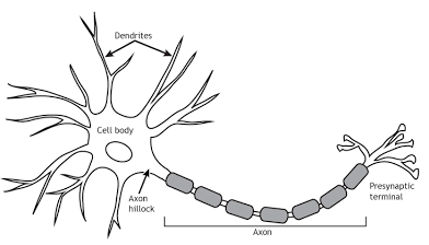 <p>Neuron</p>