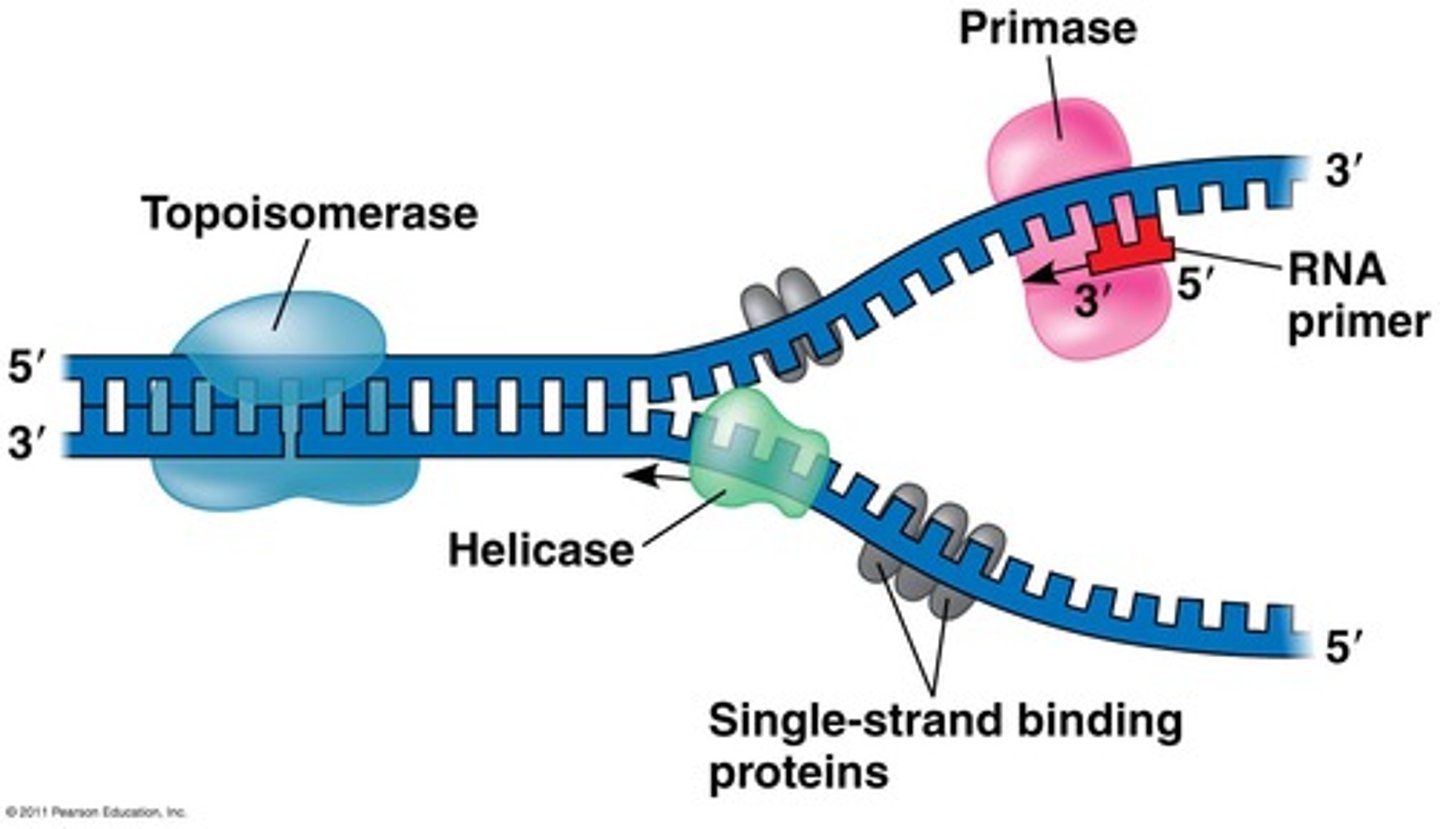 <p>Prevent the rewinding of DNA from its unwound state</p>