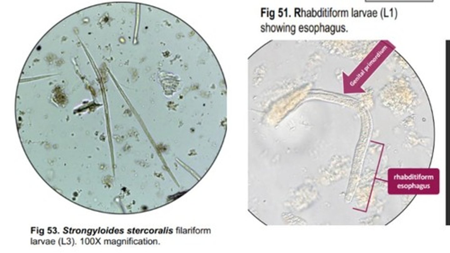 <p>What is the infective stage in all Strongyloides spp?</p><p>-Has a filariform esophagus (longer & thinner than rhabditiform esophagus)</p><p>*Does not have a narrow section or a bulb</p>