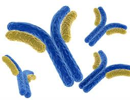 <p>A <strong><em><u>protein </u></em></strong>that is produced in <strong><em><u>response to an antigen/pathogen.</u></em></strong></p>